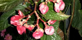 Begonia corallina